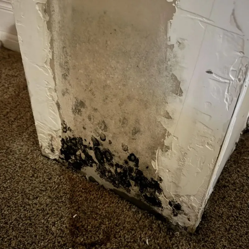 Professional Mold Removal in Mitchell, IL